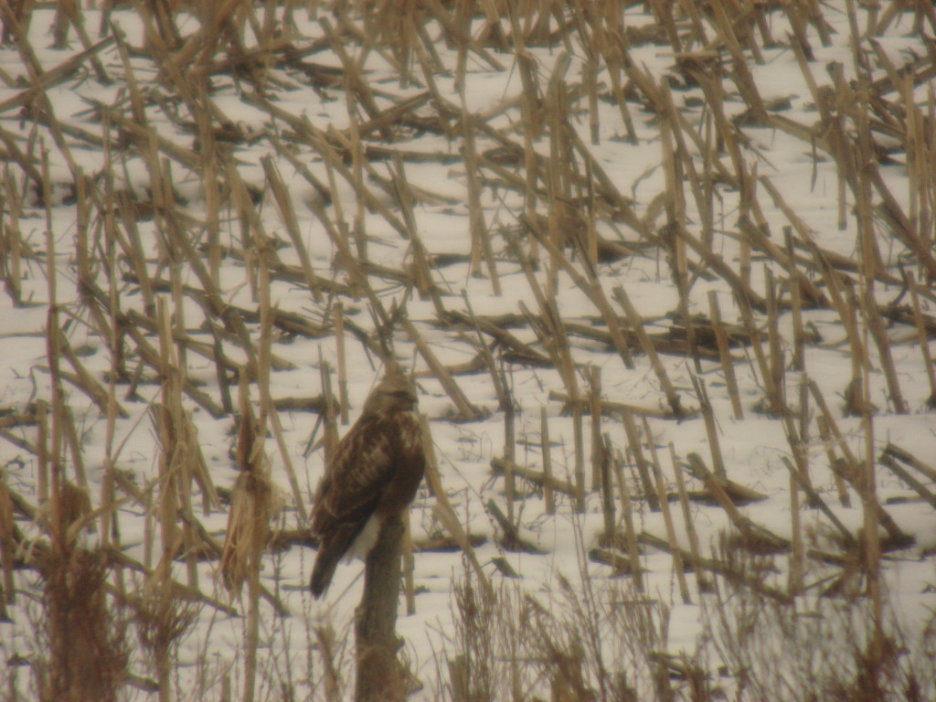 Rough-legged hawk, Charlestown, NH.