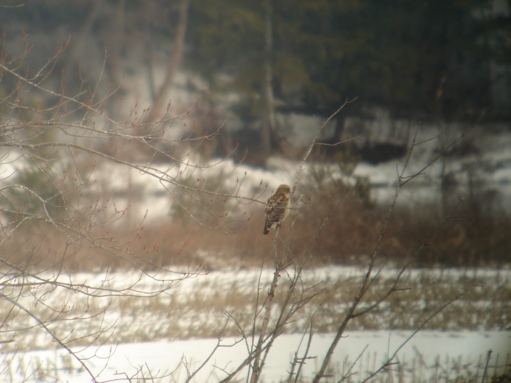Red-shouldered hawk, Charlestown, NH.