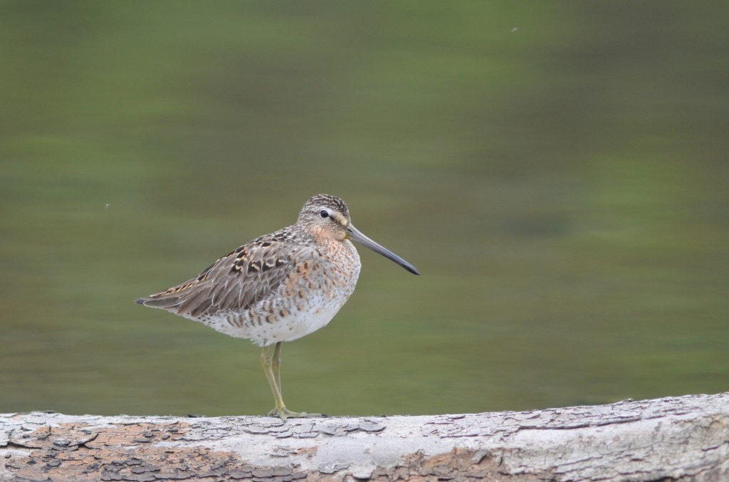 Short-billed Dowitcher, Herrick's Cove on the CT River.