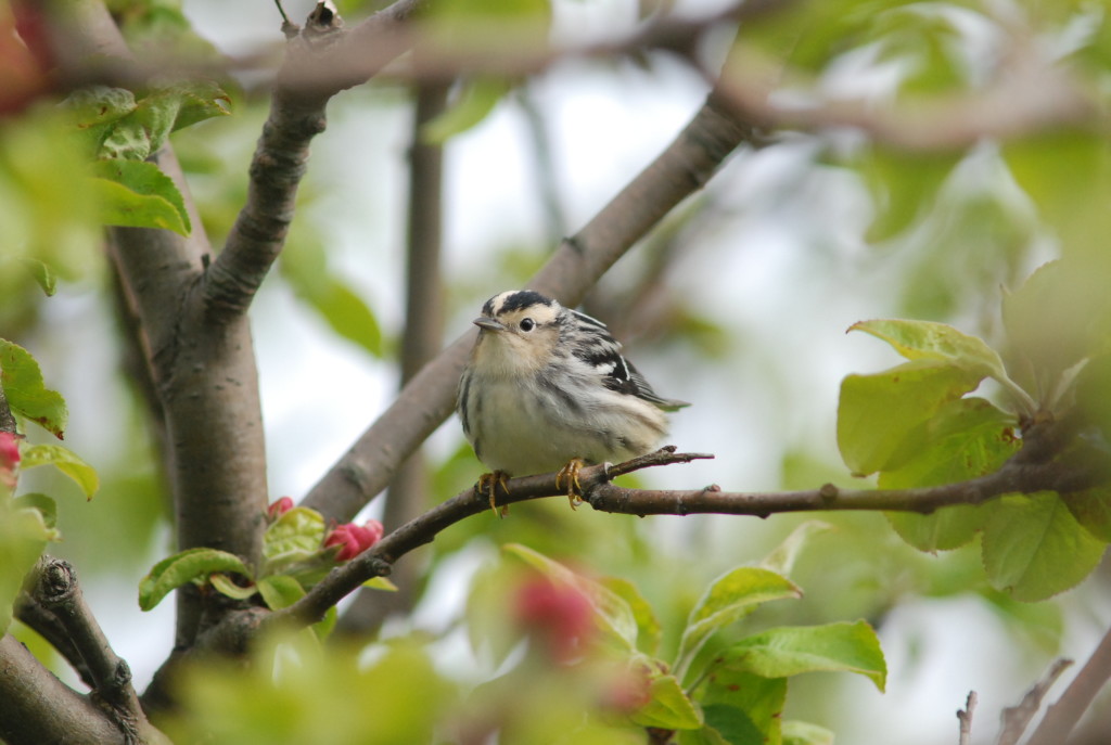 Black and White Warbler, Star Island "apple tree" May 14, 2011.