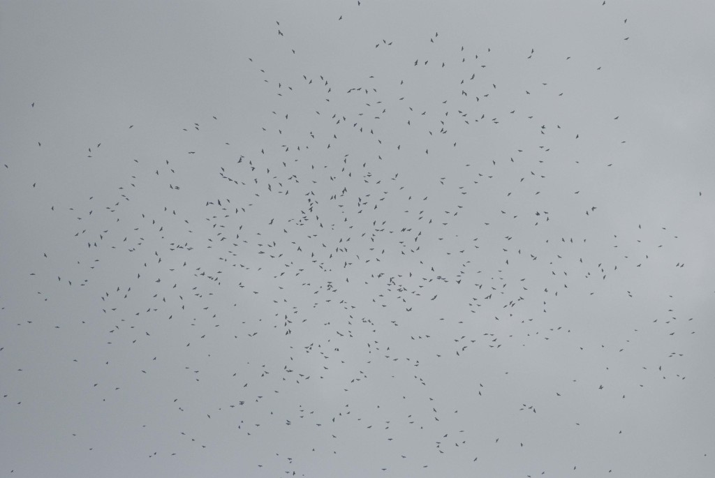 900 broad-winged hawks over house