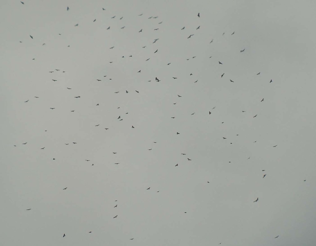 Broad-winged Hawk Kettle (136 birds)