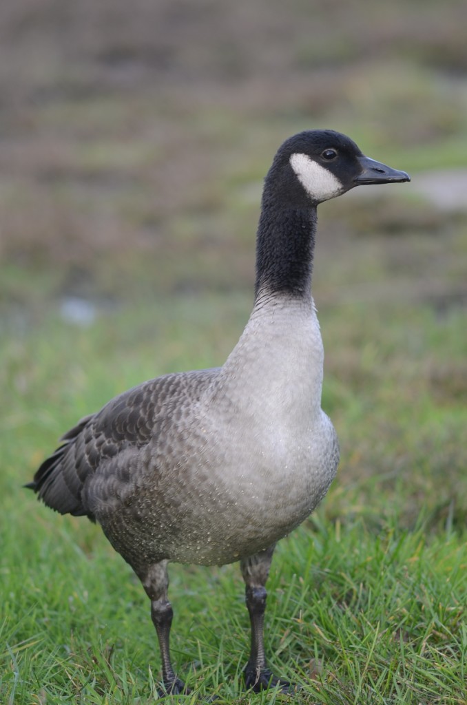 A single Canada goose on the island, with no others for comparison. Very small and short-necked.