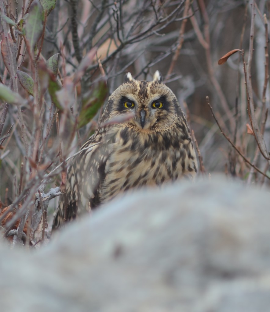Short-eared owl, Star Island on October 22, 2011.