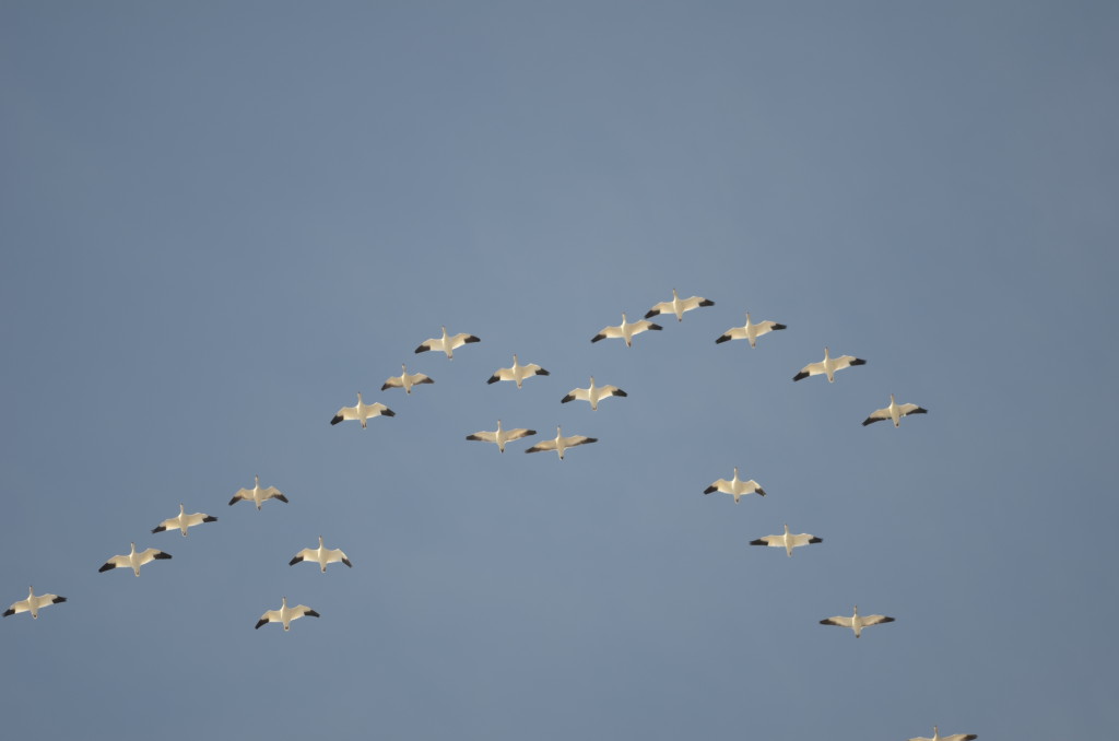 Snow Geese over Walpole, NH on March 2011.