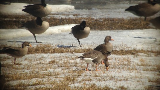 Greenland Greater White-fronted Geese, Putney Vermont
