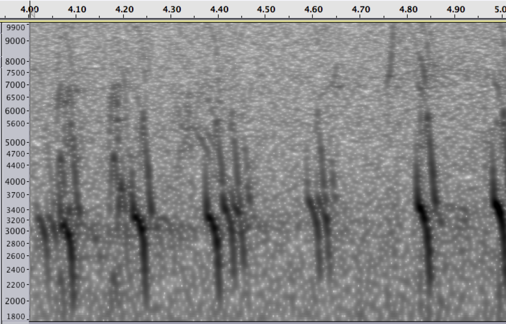 Red Crossbill, Hancock Feb. 18 2015. Spectrogram of likely Type 1 "Appalachian Crossbill"