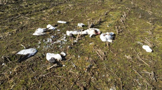 Snow Goose Remains