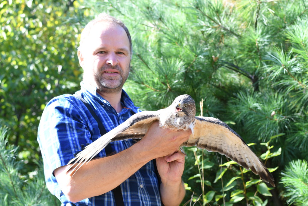 Eric with adult Broad-winged Hawk