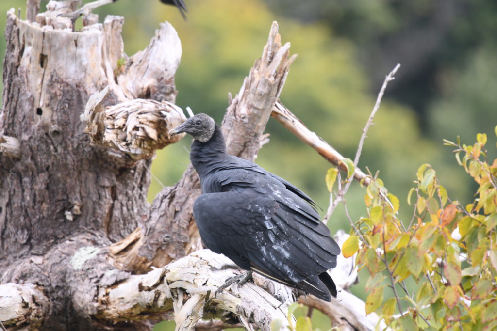 Black Vulture, Hawk Mountain