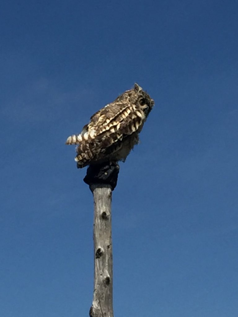 Hawk Mountain's decoy Great Horned Owl